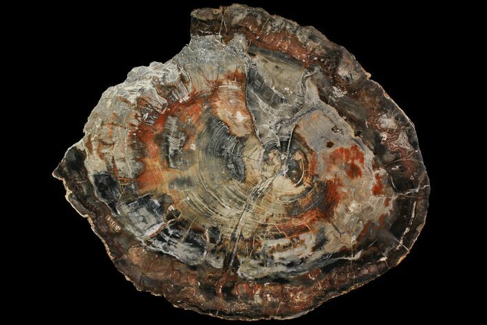 Petrified Wood (Araucaria) Slab - Madagascar #118593